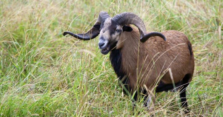 Sheep Breeds List Discover And Learn About 50 Unique Breeds Of Sheep 