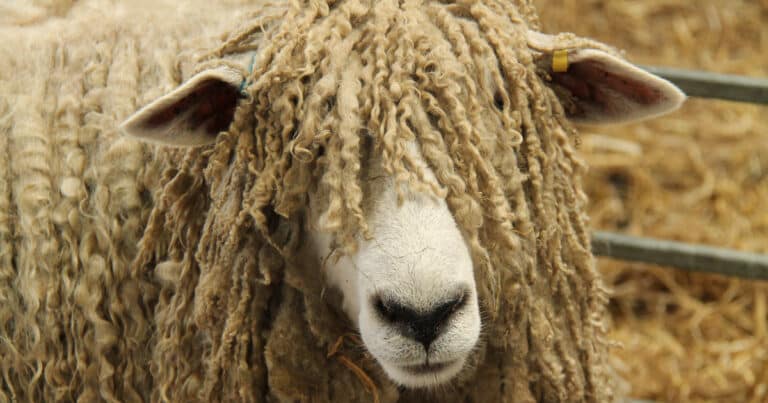 Wool Sheep Breeds List [Fine Wool & Long Wool Breeds of Sheep]
