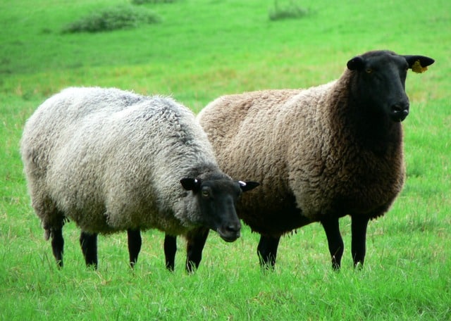 Raising Sheep for Wool Production