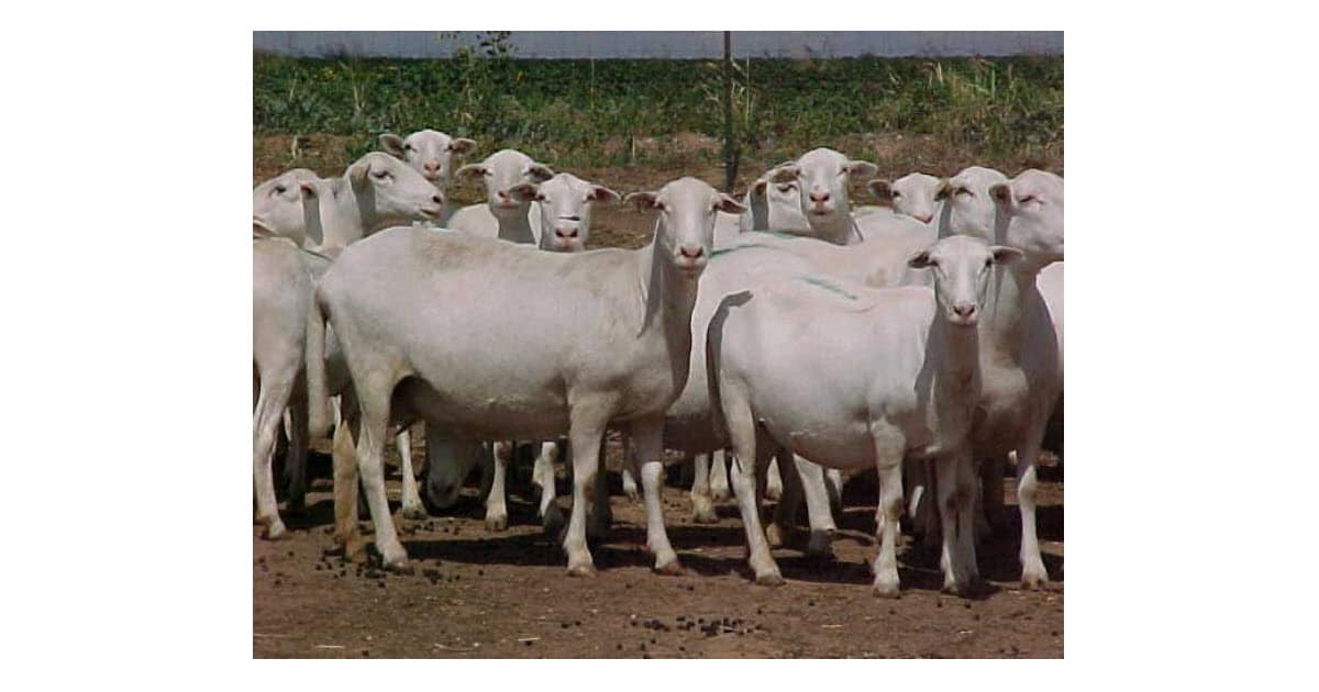 Royal White Sheep Breed Information