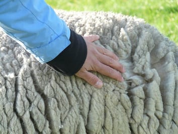 USA Sheep Events and Wool Festivals