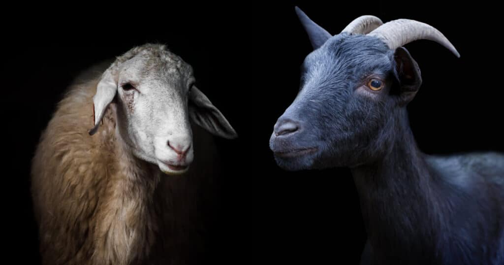 Sheep vs Goat Comparison (difference between a sheep and goat)