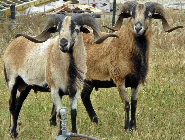 American Blackbelly Ram Horns