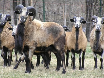 American Blackbelly Sheep Breed Information