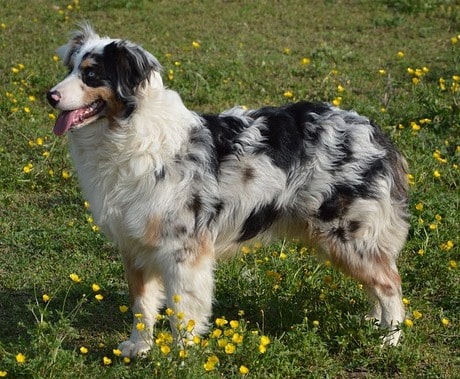 Australian Shepherd - A Breed of Sheep Dog