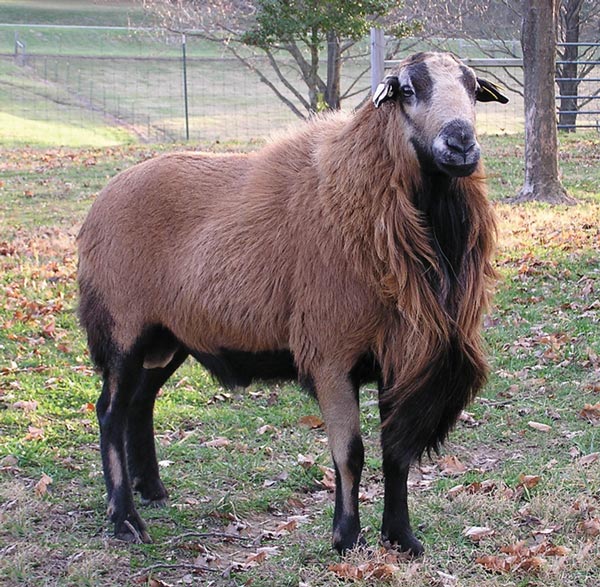 Barbados Blackbelly Ram