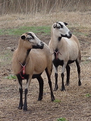 Barbados Blackbelly Sheep Breed Information