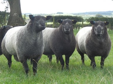 Blue Texel Sheep Breed