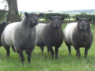 Blue Texel Sheep Breed Information, History & Facts - RaisingSheep.net