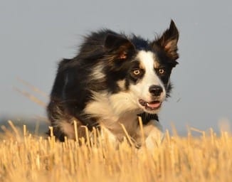 why do dogs herd sheep