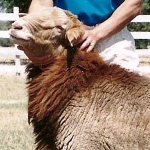 California Red Sheep Breed - California Red Ram