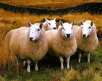 Cheviot Rams