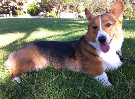 The Corgi is a small and unassuming breed of sheep herding dog