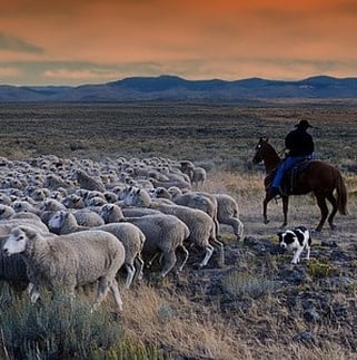 Dog Herding Sheep