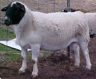 Dorper Ram