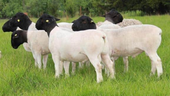 Blackhead Persian Sheep