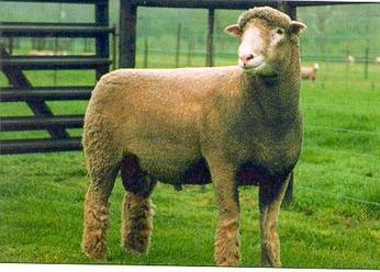 Dorset Sheep Breed Information - Dorset Ram