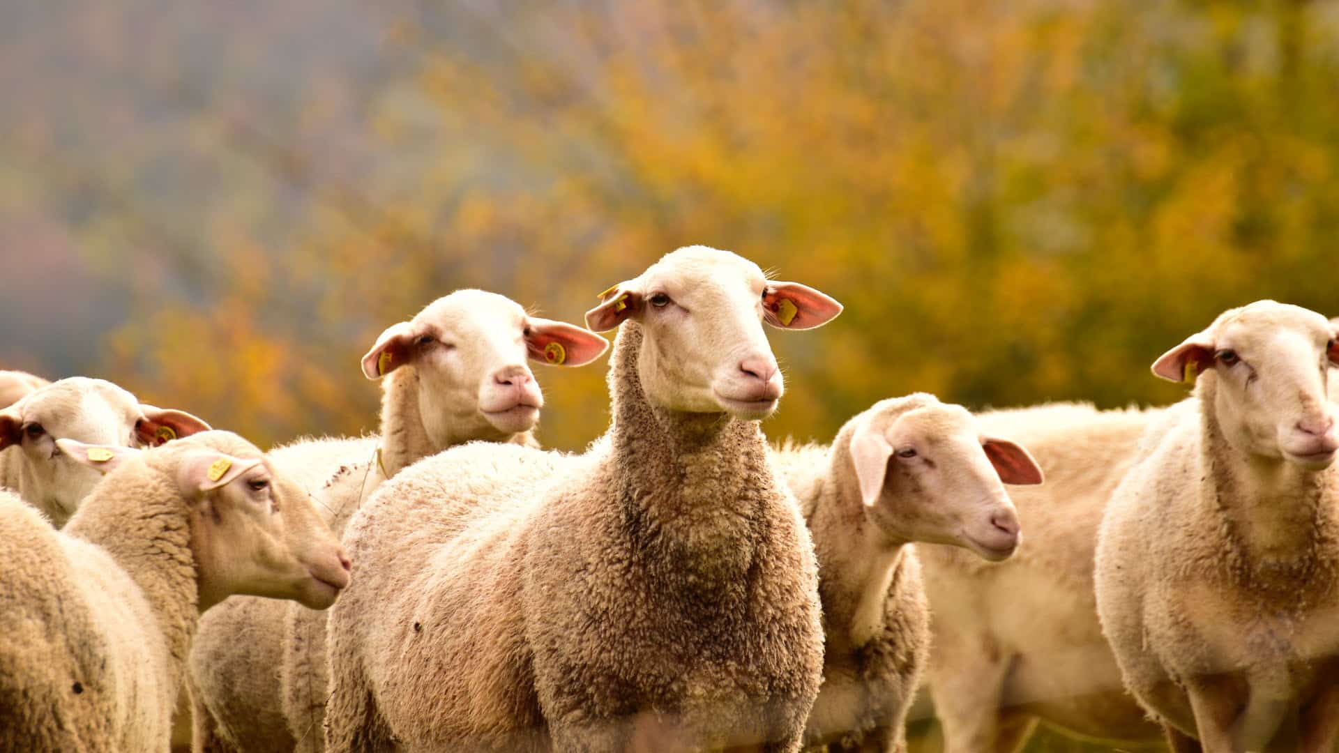 Dual Purpose Sheep Breeds | Sheep Raised for Both Meat & Wool