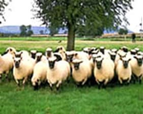 Flock of Shropshire Sheep
