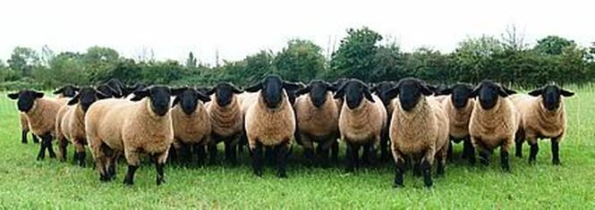 Flock of Suffolk Sheep