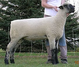 Hampshire Ram