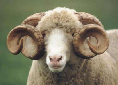 Horned Dorset Ram