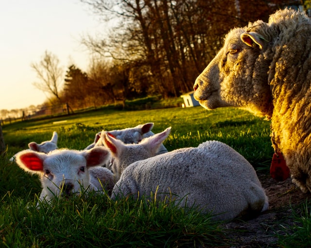How Environmental Factors and Stress Can Impact Wool Quality
