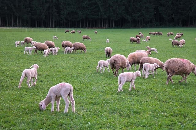 How Many Sheep Per Acre Of Pasture Sheep Stocking Rates Explained