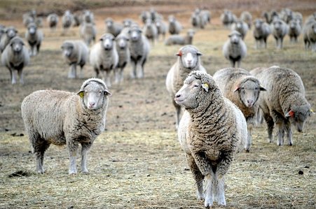 How Many Sheep Per Acre of Grassland?