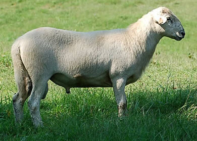 Katahdin Ram