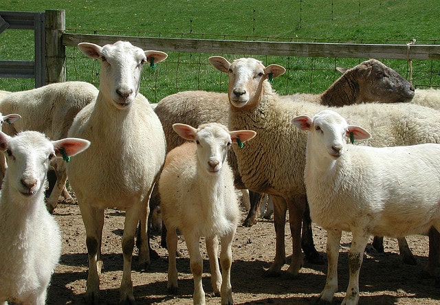 Katahdin Sheep Breed Information