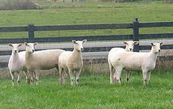 A Group of Montadale Ewes in a Paddock