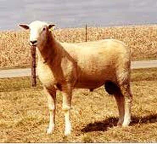 Montadale Ram