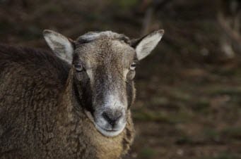 Mouflon Ewe