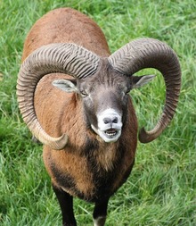 Mouflon Ram Horns