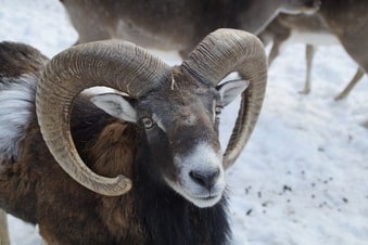 Mouflon Ram