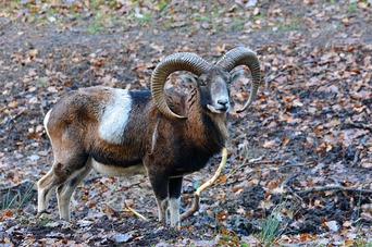 Mouflon Sheep Hunting