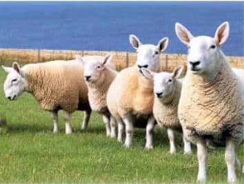 North Country Cheviot Sheep Breed