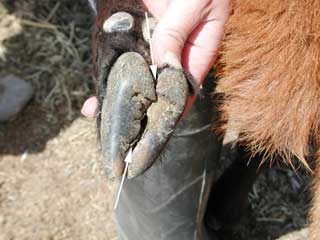 Overgrown Sheep Hoof