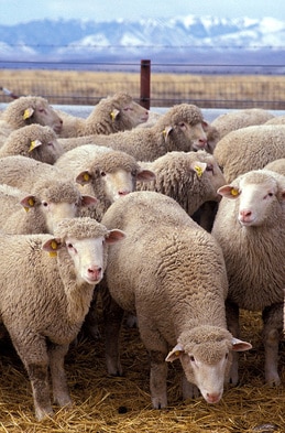 Owning Sheep