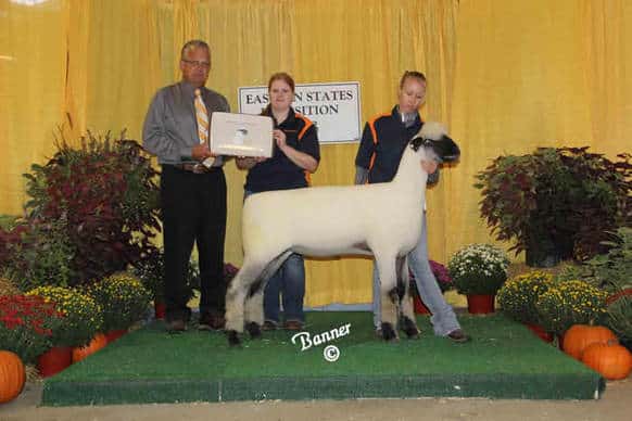 Oxford Ewe Lamb at a Show