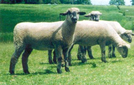 Oxford Sheep Breed
