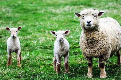 Sheep Business Plan: Percent Lamb Crop 