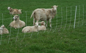Plan a Grazing System to Make Keeping Sheep Easier