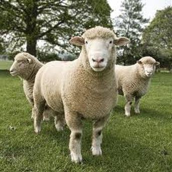 Dorset Sheep Breed Information, History & Facts - RaisingSheep.net