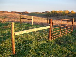 Provide Fencing for Your Sheep