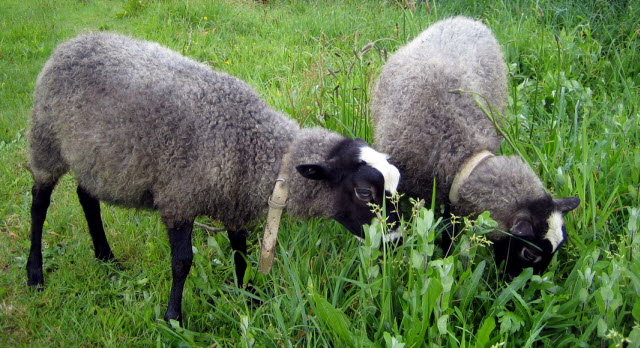 Romanov Sheep Breed Information - A Pair of Romanov Lambs