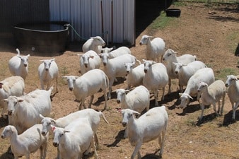 Royal White Sheep Flock