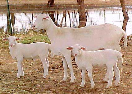 About the Royal White Sheep Breed