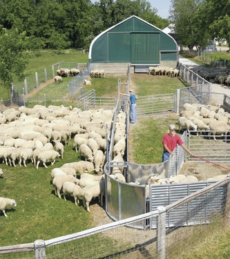 Set up a Central Working Area Before Keeping Sheep on Your Property